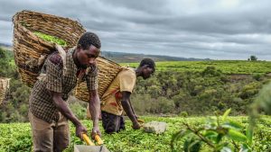Campagne agricole